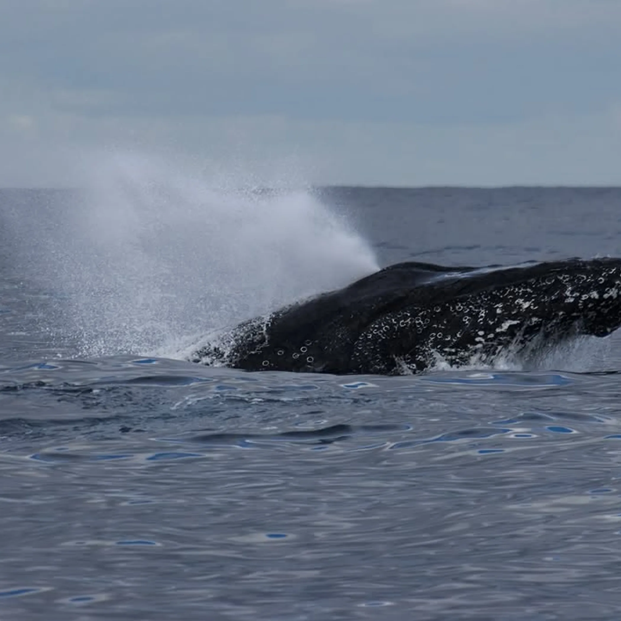 whale swimming in the ocean