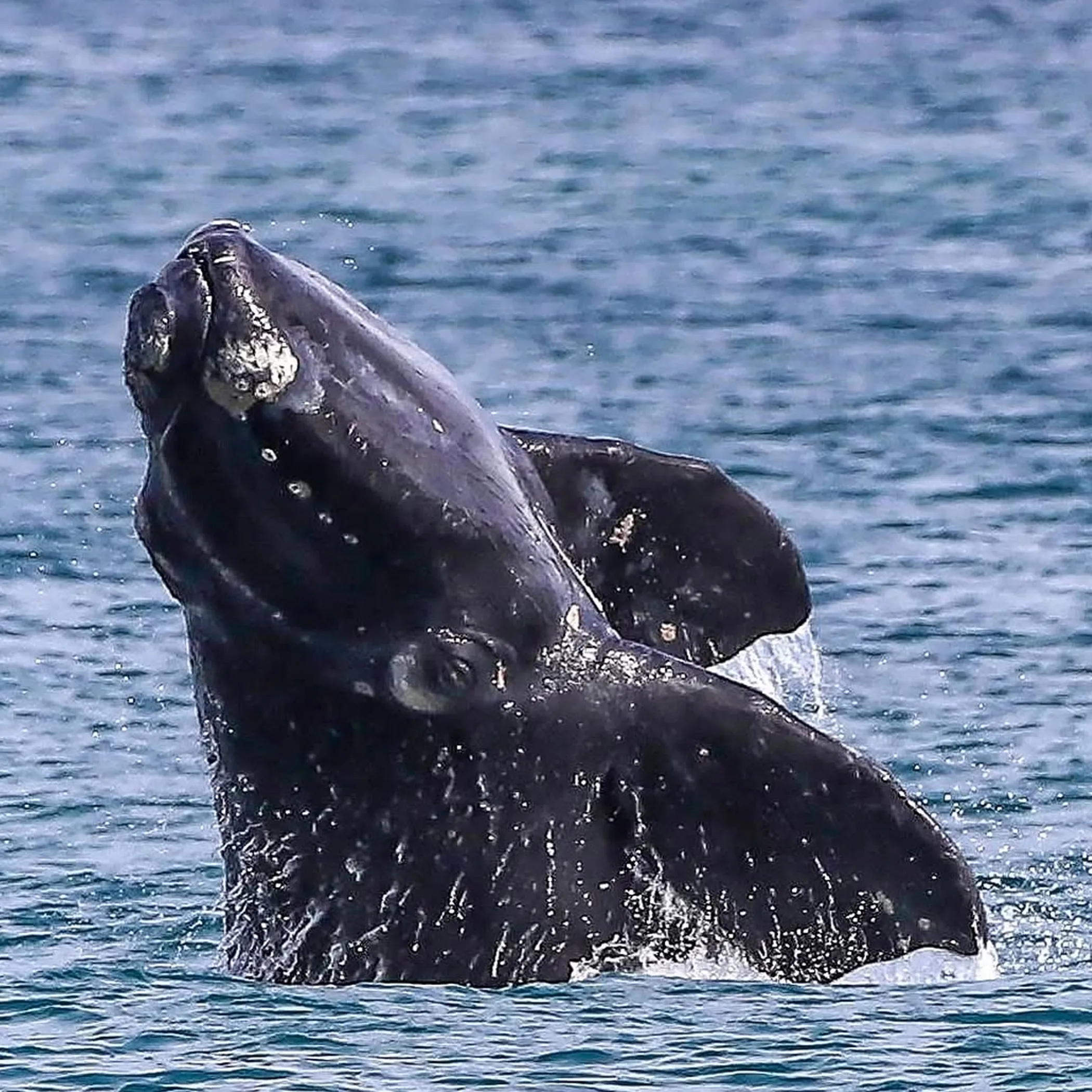 southern right whale in ocean