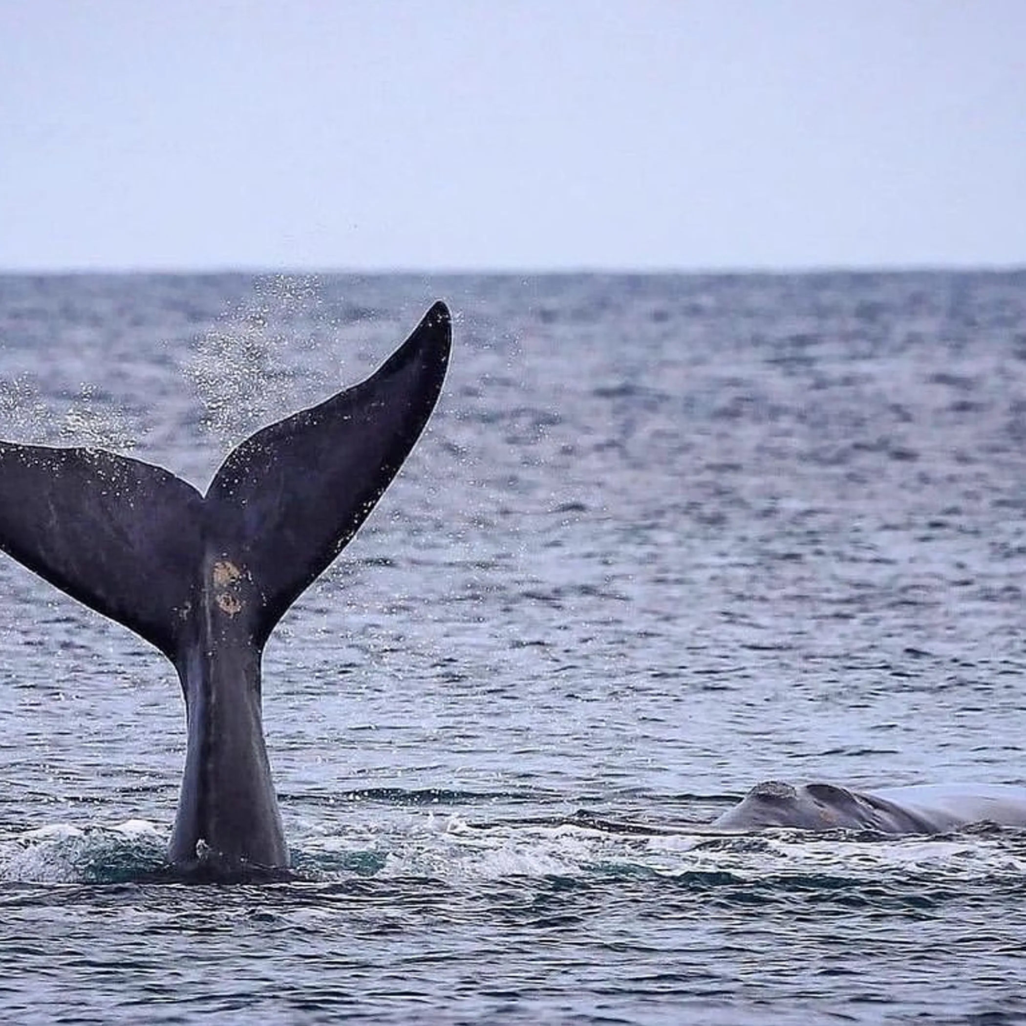 whale near warrnambool