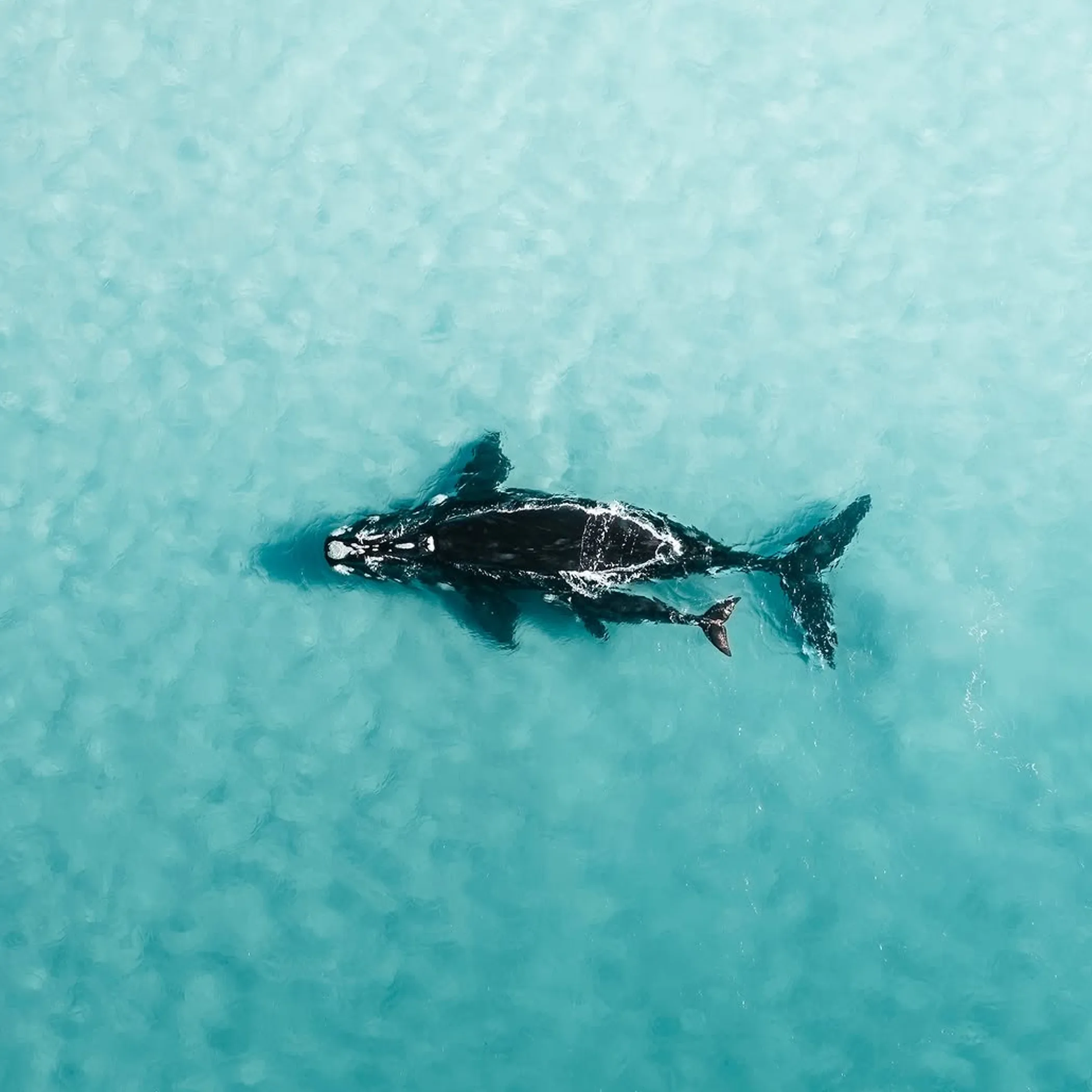southern right whale photograph