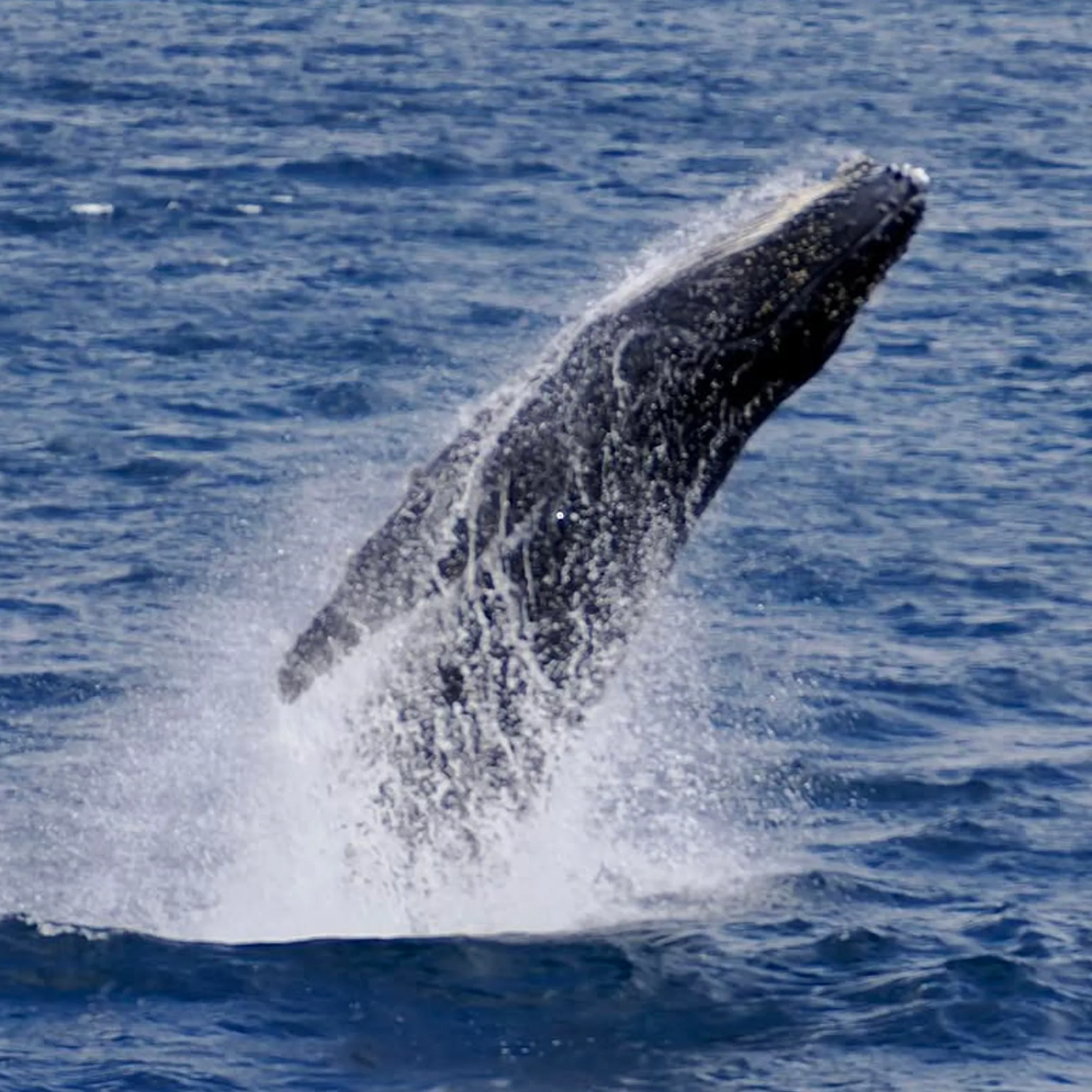 a whale-watching subject